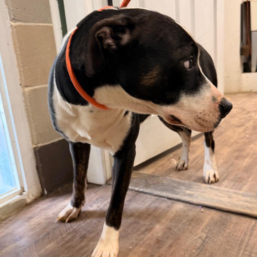 Penelope — thumbnail 6