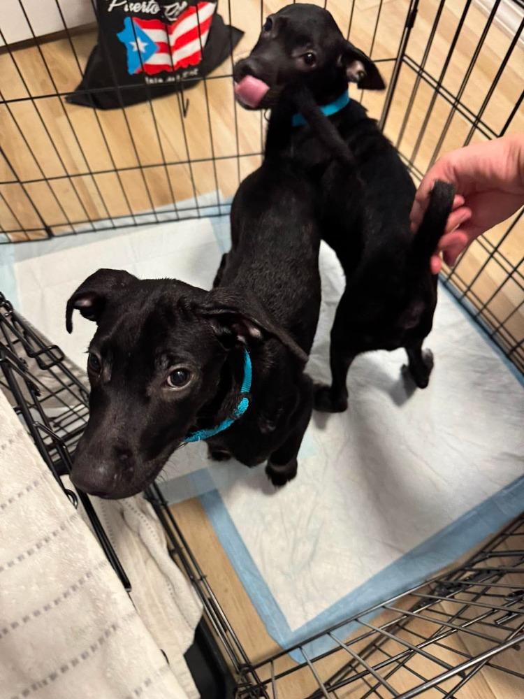 Fester, Adoptable, Puppy Male Retriever.
