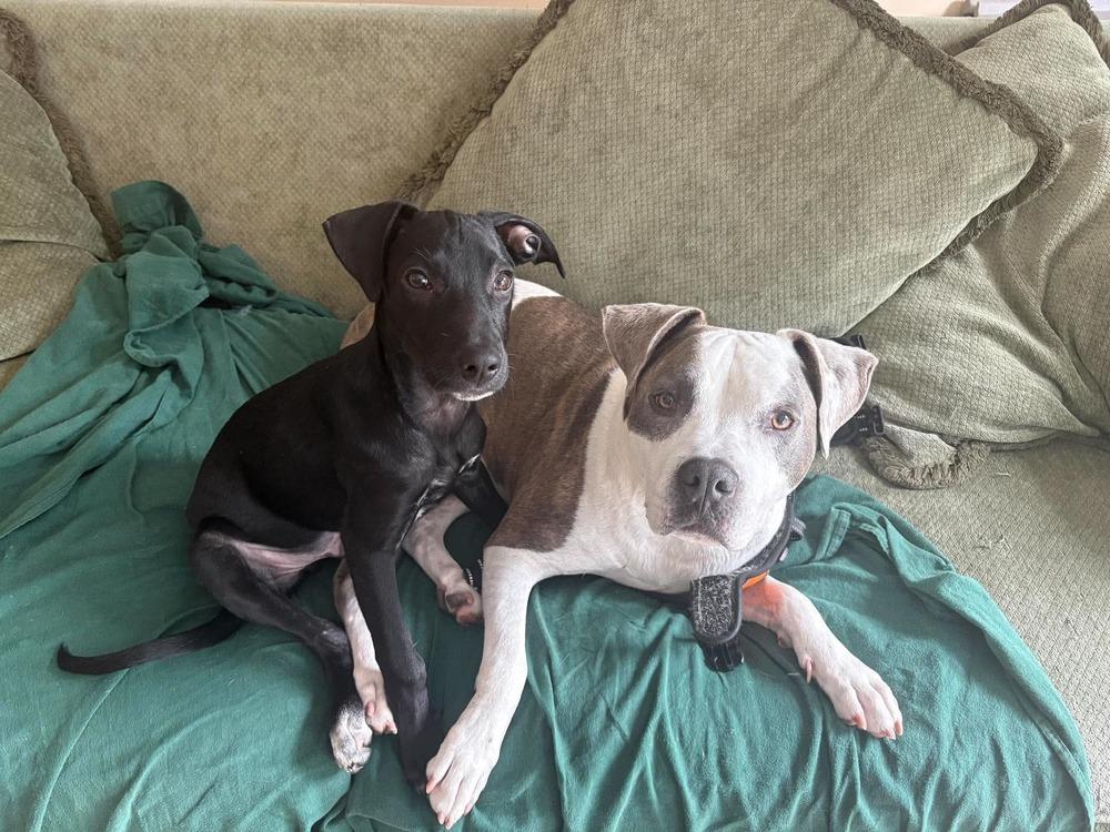 Enlarge Fester, a Adoptable mixed breed in Valley Stream, NY image 3/6