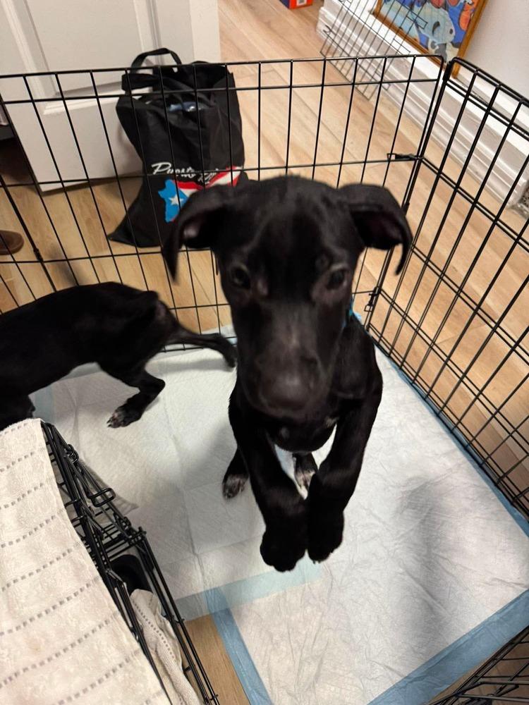 Enlarge Fester, a Adoptable mixed breed in Valley Stream, NY image 5/6
