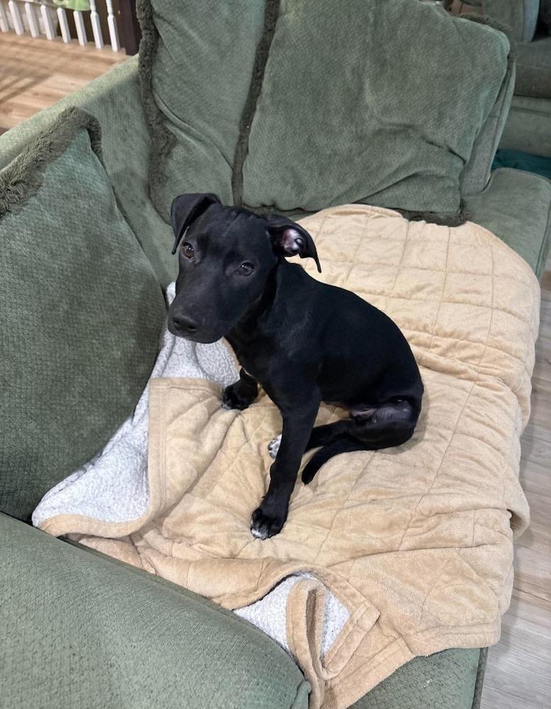 Enlarge Fester, a Adoptable mixed breed in Valley Stream, NY image 6/6