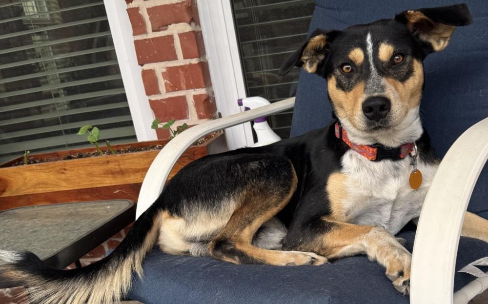 Enlarge Scooter (CP), a Adoptable mixed breed in Dallas, TX image 1/2