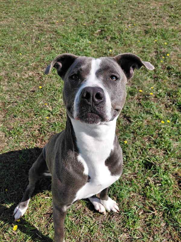 Cece, Adoptable, Adult Female American Staffordshire Terrier.