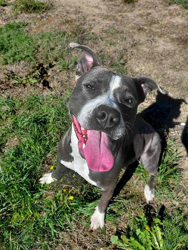 Cece, a Adoptable mixed breed in McMinnville, OR image 2/4