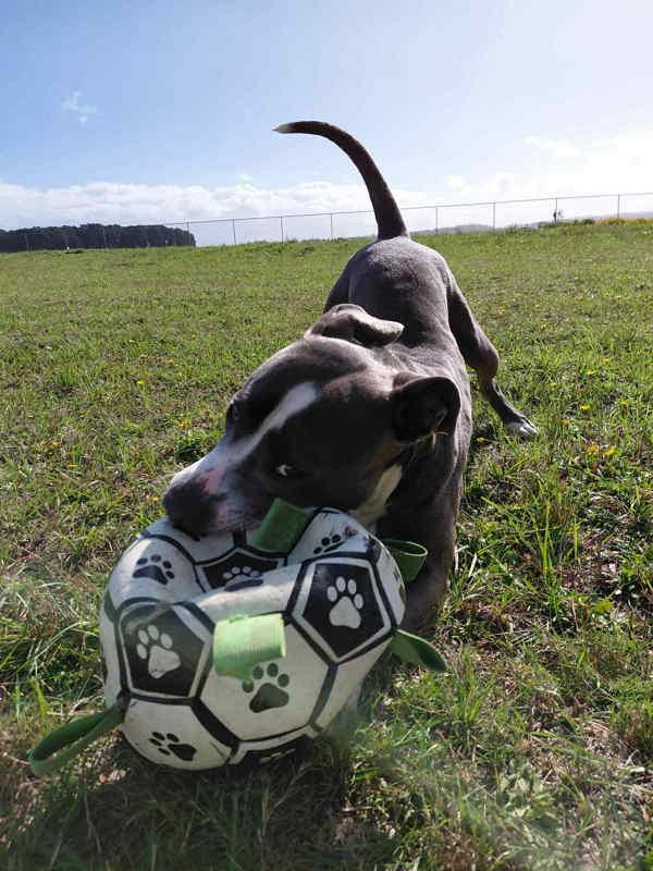 Cece, a Adoptable mixed breed in McMinnville, OR image 3/4