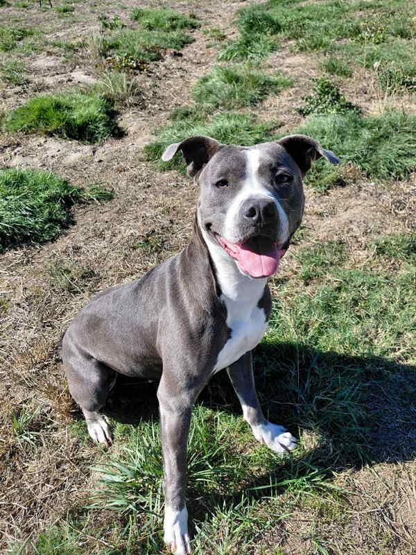 Cece, a Adoptable mixed breed in McMinnville, OR image 4/4