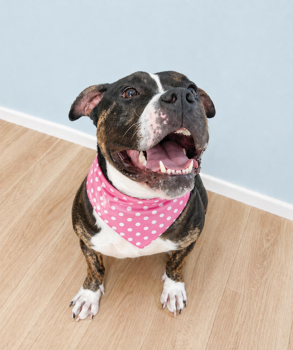 Enlarge Moose, a ADOPTABLE American Bully in Louisville, KY image 4/4