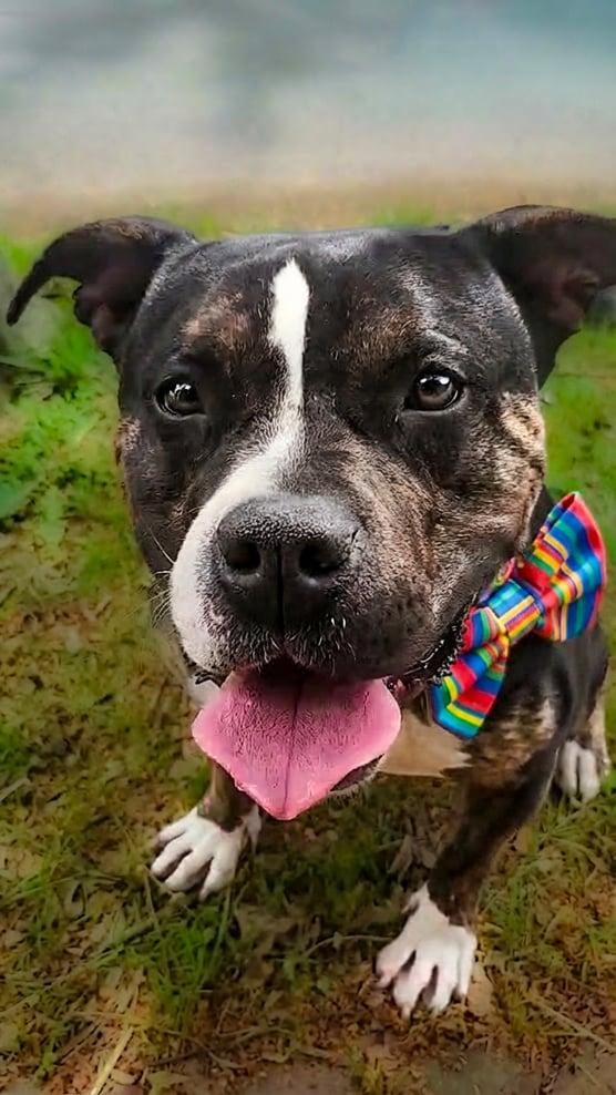 Enlarge Moose, a ADOPTABLE American Bully in Louisville, KY image 2/4