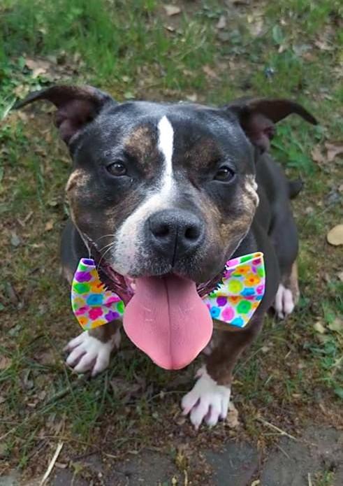 Enlarge Moose, a ADOPTABLE American Bully in Louisville, KY image 3/4