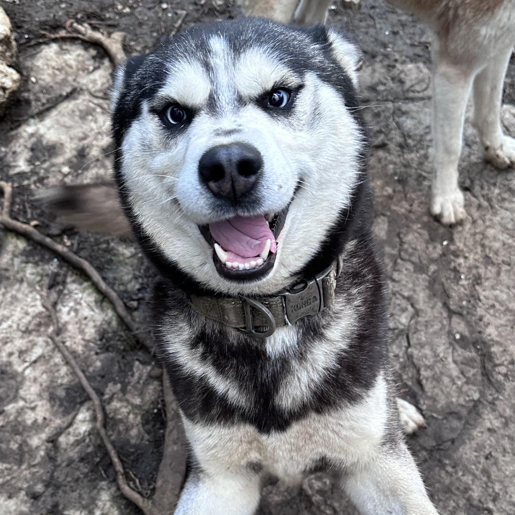 Enlarge Ferguson, a Adopted Husky in Williamsburg, VA image 4/6