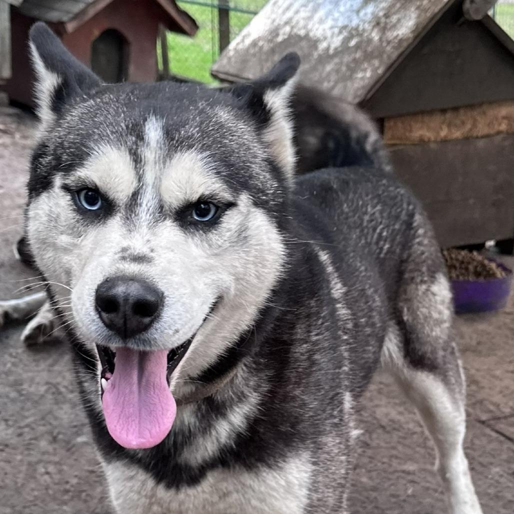 Enlarge Ferguson, a Adopted Husky in Williamsburg, VA image 3/6