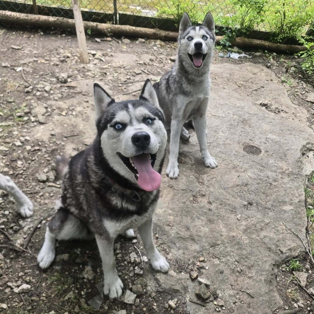 Enlarge Ferguson, a Adopted Husky in Williamsburg, VA image 2/6