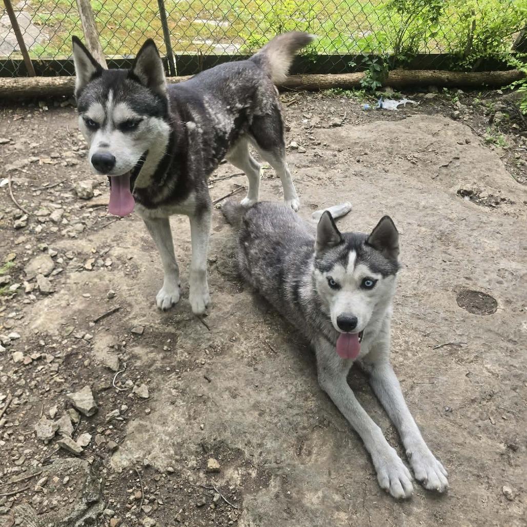 Enlarge Ferguson, a Adopted Husky in Williamsburg, VA image 6/6