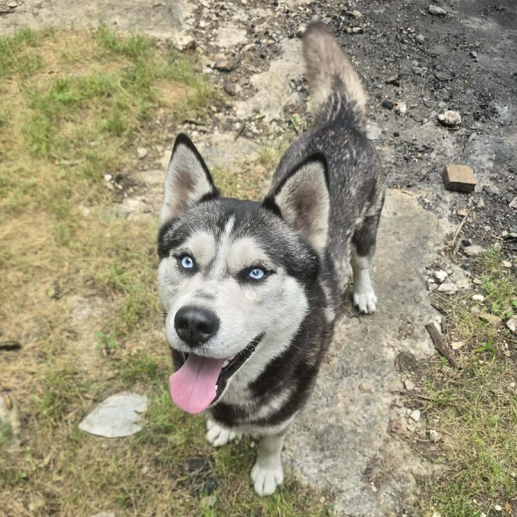 Enlarge Ferguson, a Adopted Husky in Williamsburg, VA image 5/6