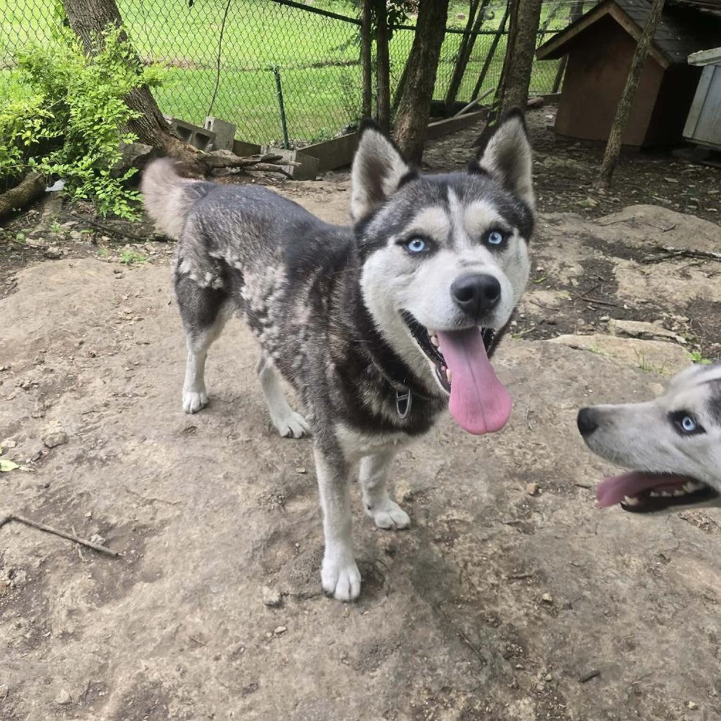 Ferguson, Adopted, Young Male Husky.