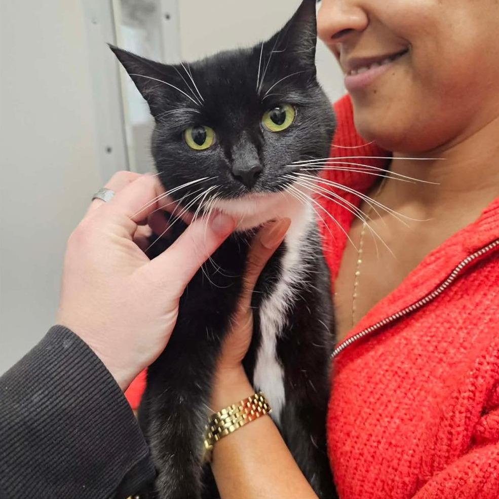 LITTLE SOCKS  Available NOW - ADOPTION or RESCUE!, Adoptable, Adult Female Domestic Short Hair.