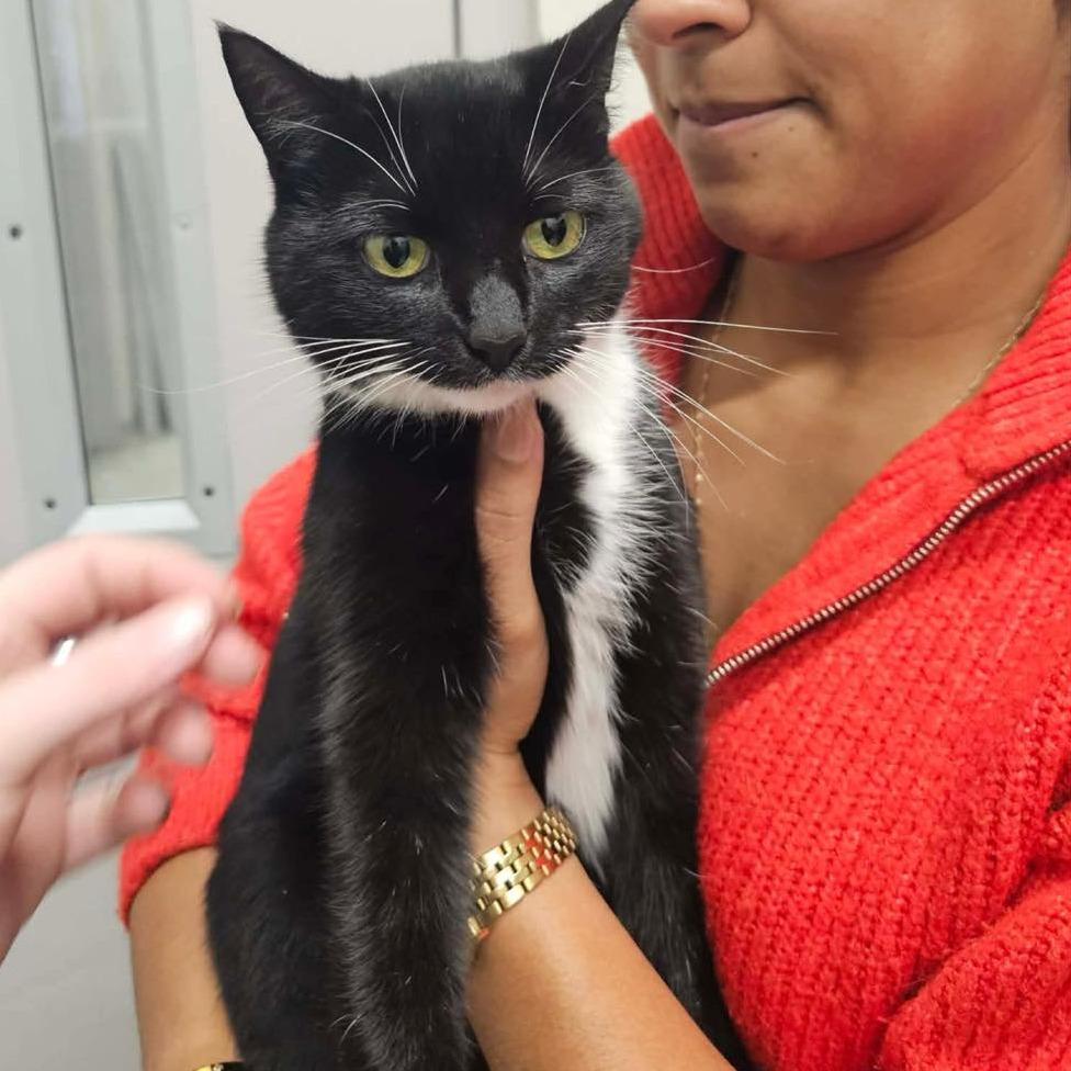 Enlarge LITTLE SOCKS  RESCUED!, a Adoptable Domestic Short Hair in Nashville, NC image 2/2