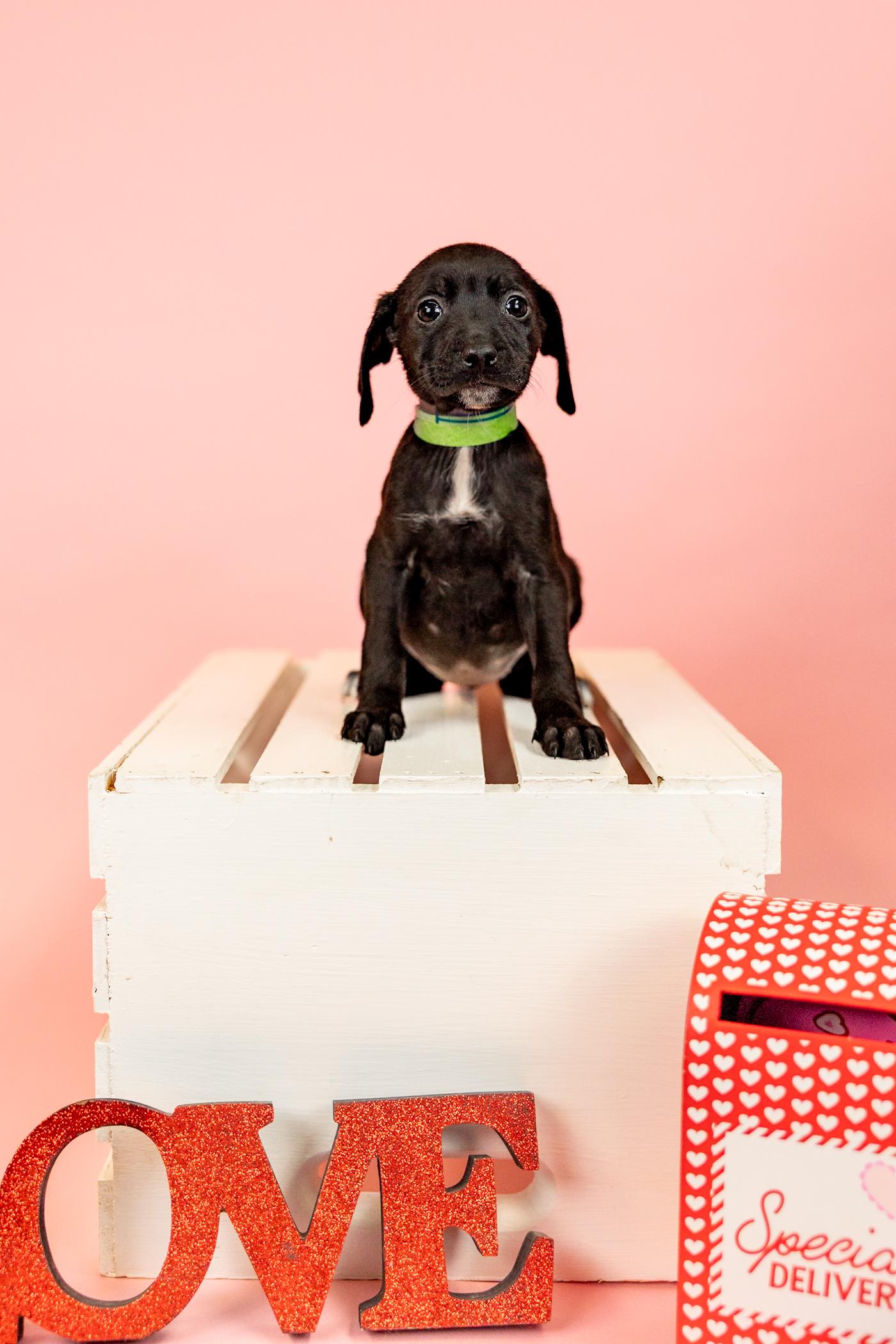 89-26, ADOPTABLE, Young Female Pit Bull Terrier.