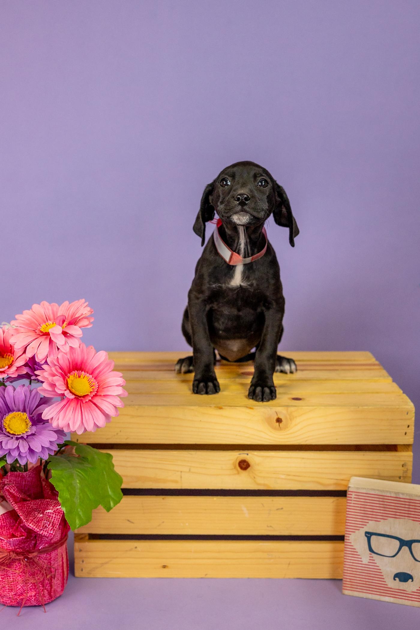 Enlarge 89-26, an adopted mixed breed in Brighton, CO image 1/1