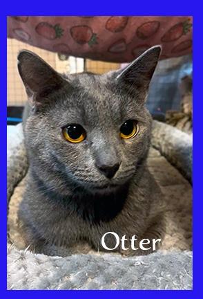 Otter, Adoptable, Adult Male Domestic Short Hair.