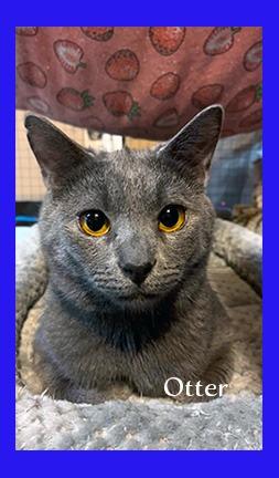 Enlarge Otter, a Adoptable mixed breed in Hoover , AL image 2/4