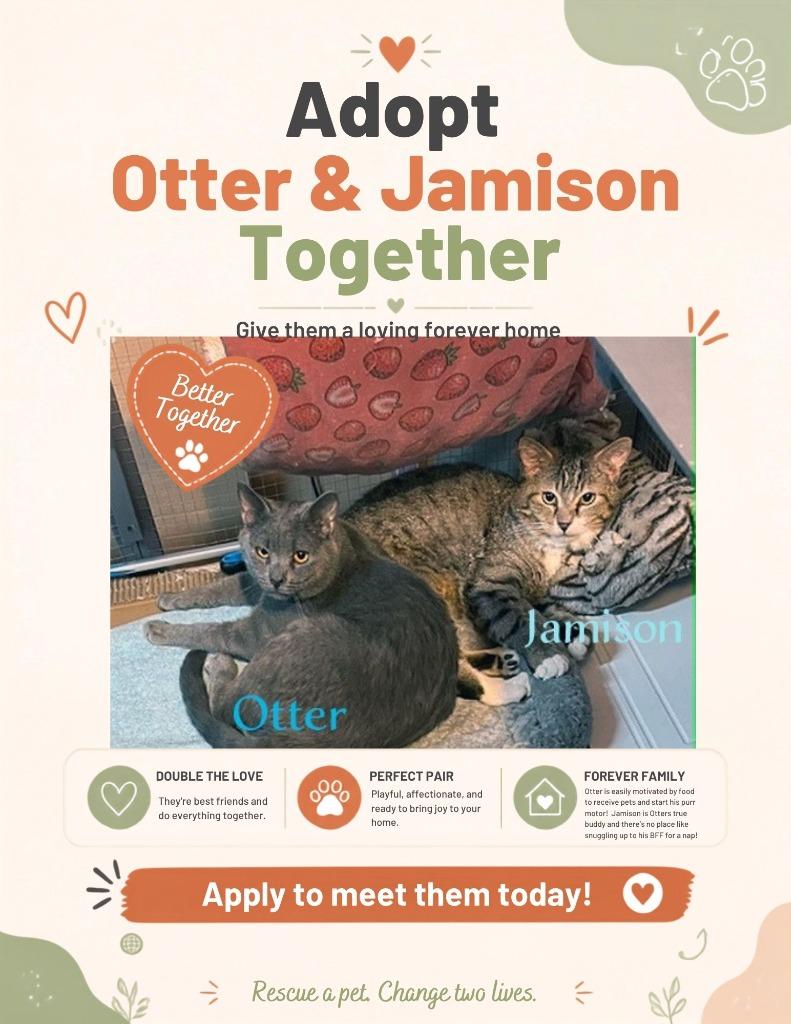 Enlarge Otter, a Adoptable mixed breed in Hoover , AL image 3/4
