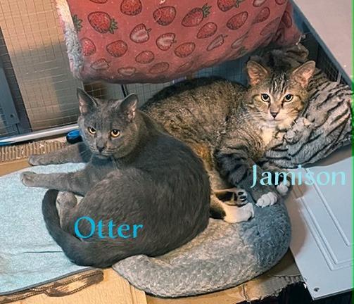 Enlarge Otter, a Adoptable mixed breed in Hoover , AL image 4/4