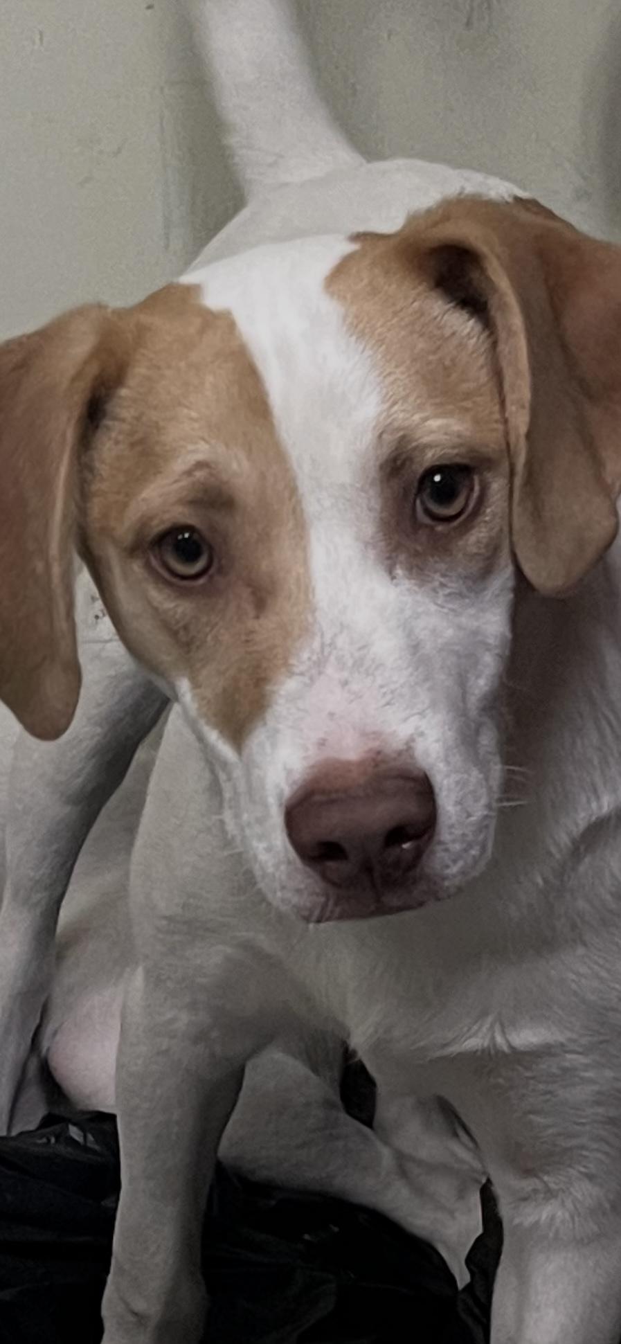 Enlarge Louie, a Adopted mixed breed in Huntington Station, NY image 1/1