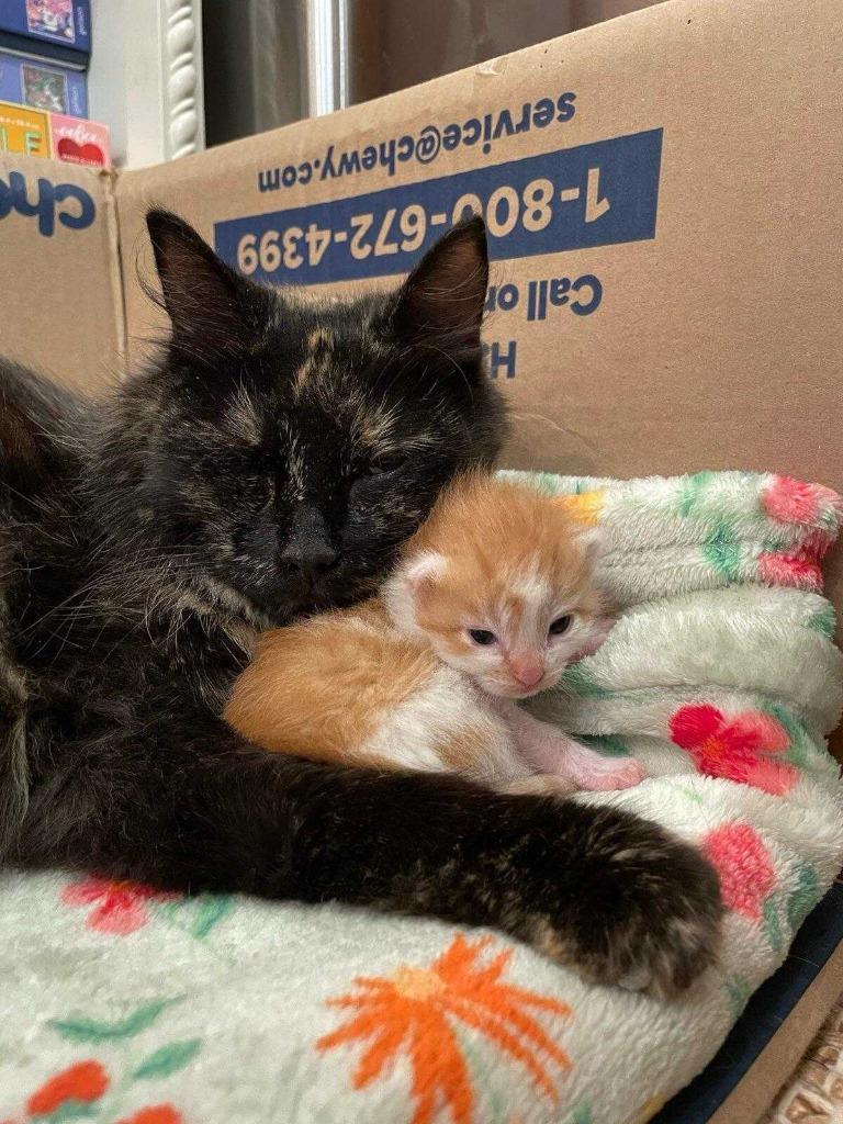 Enlarge Bellatrix, a Adoptable mixed breed in New Kensington, PA image 1/6