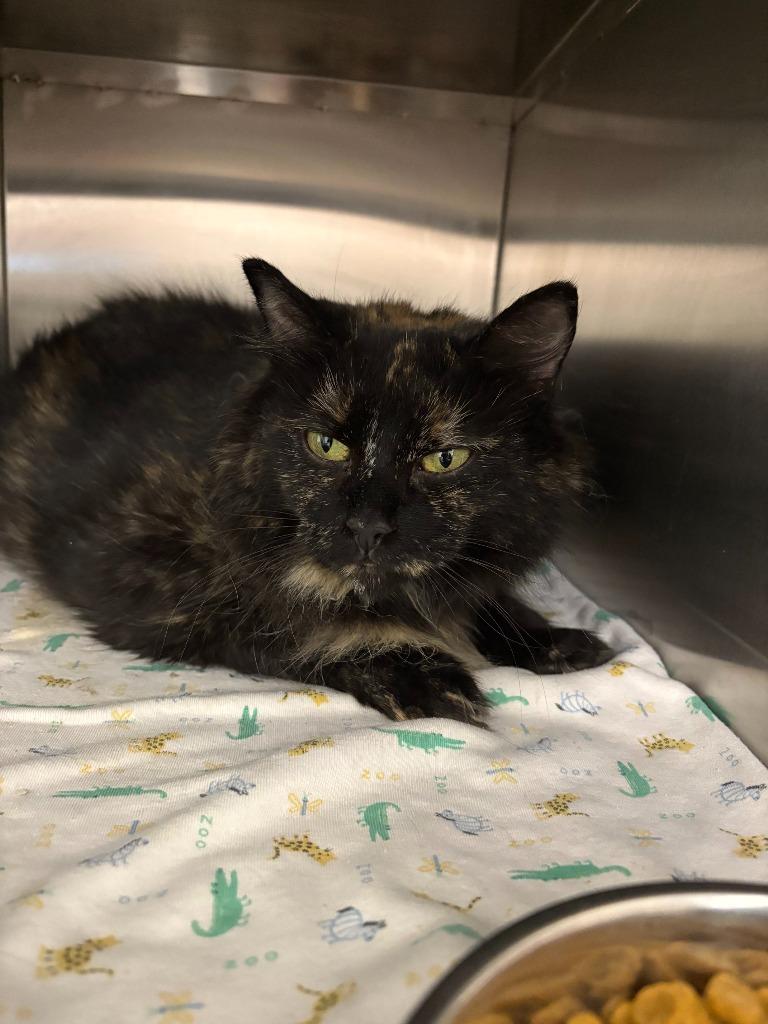 Enlarge Bellatrix, a Adoptable mixed breed in New Kensington, PA image 1/6