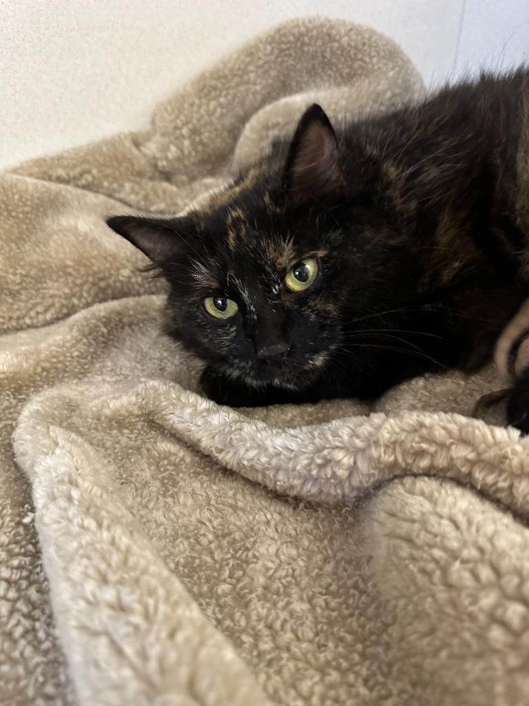 Enlarge Bellatrix, a Adoptable mixed breed in New Kensington, PA image 2/6