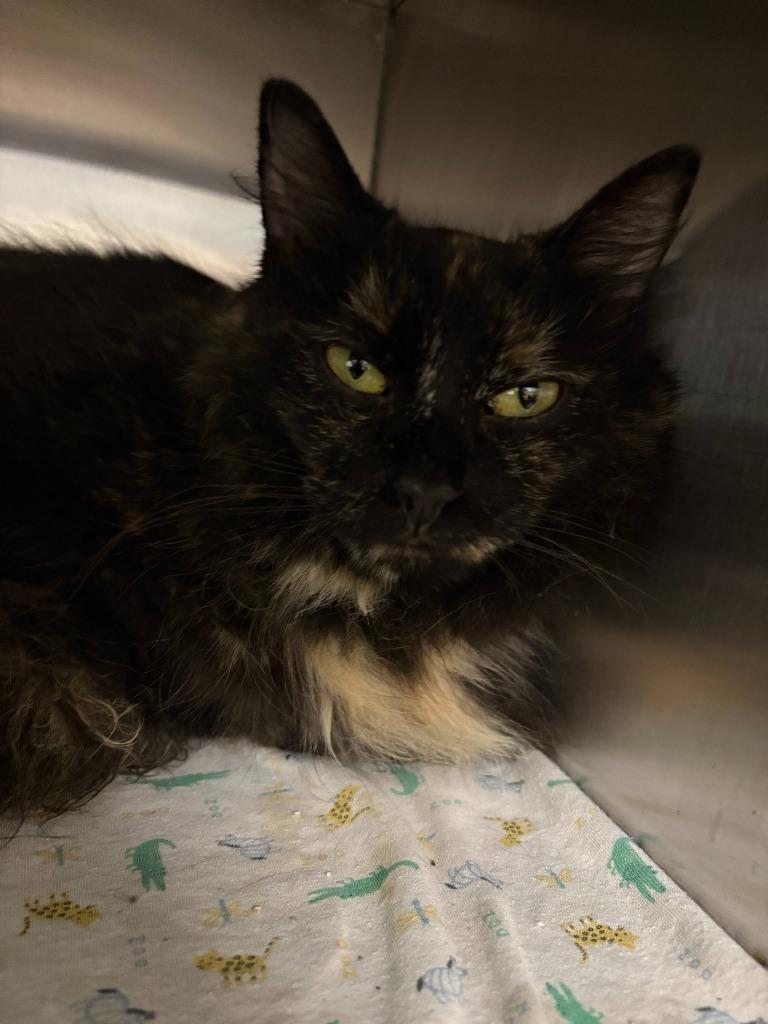 Enlarge Bellatrix, a Adoptable mixed breed in New Kensington, PA image 4/6