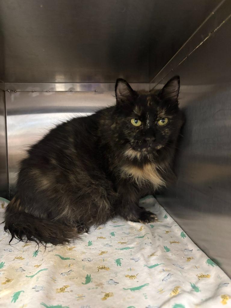 Enlarge Bellatrix, a Adoptable mixed breed in New Kensington, PA image 4/6