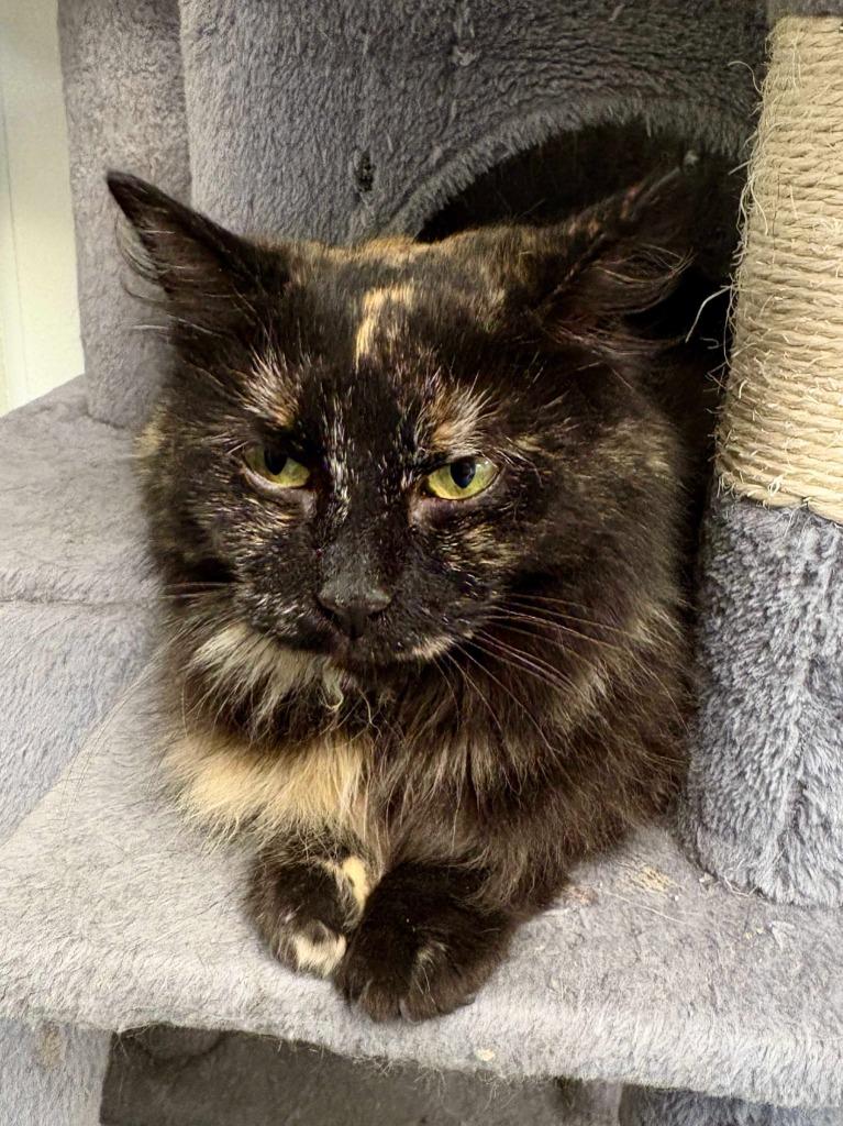 Enlarge Bellatrix, a Adoptable mixed breed in New Kensington, PA image 5/6