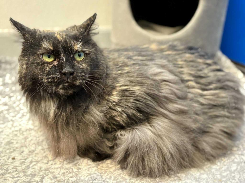 Enlarge Bellatrix, a Adoptable mixed breed in New Kensington, PA image 6/6