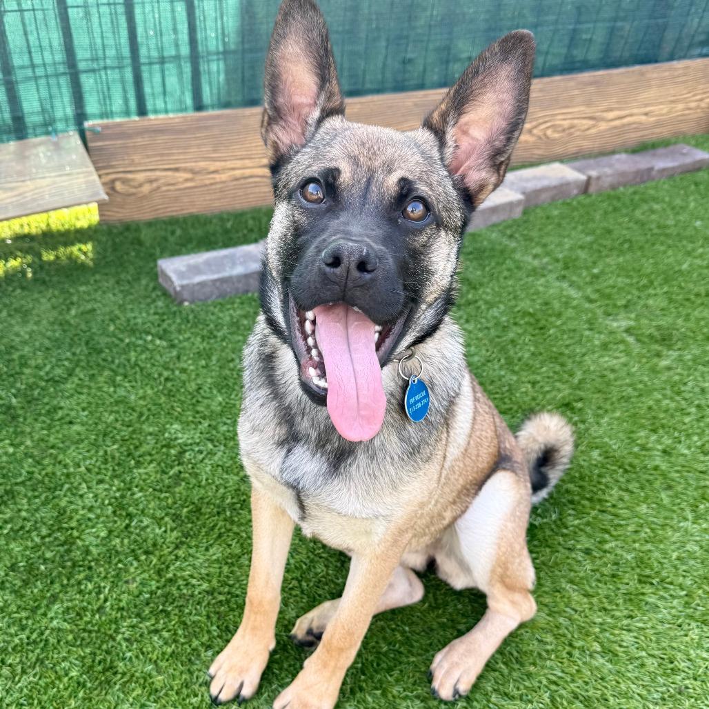 Daria, Adoptable, Young Female Pug & Mixed Breed.