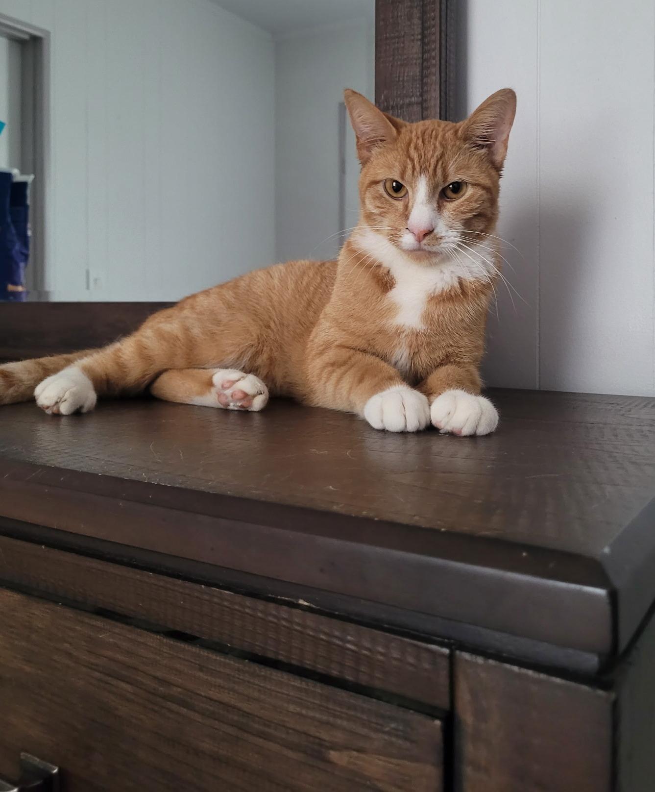 Lenny, Adoptable, Young Male Domestic Short Hair.