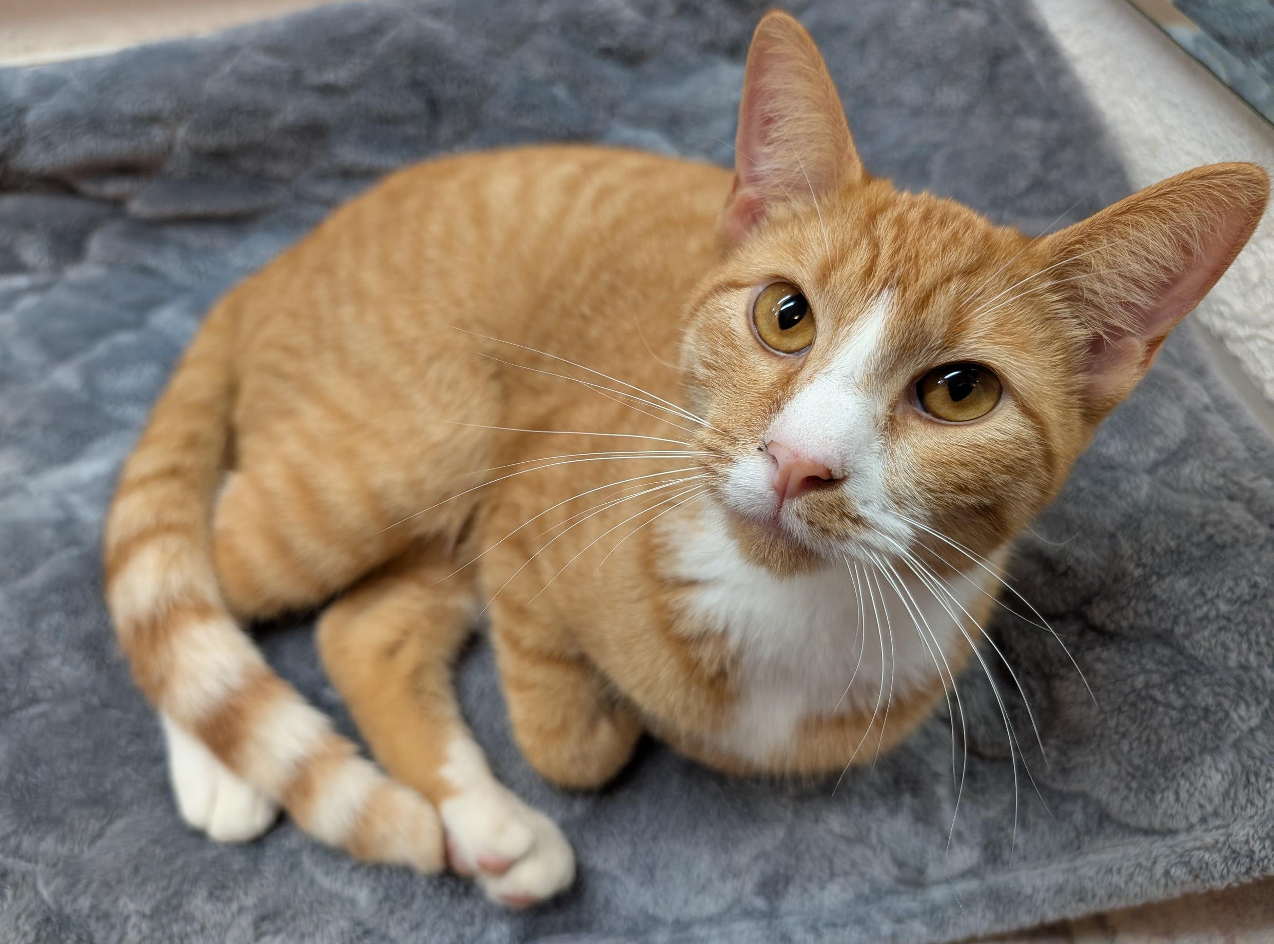 Lenny, a Adoptable Domestic Short Hair in Fairview Heights, IL image 5/6
