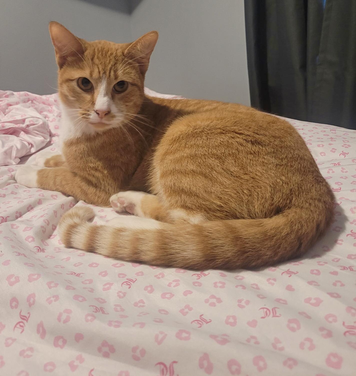 Lenny, a Adoptable Domestic Short Hair in Fairview Heights, IL image 2/6