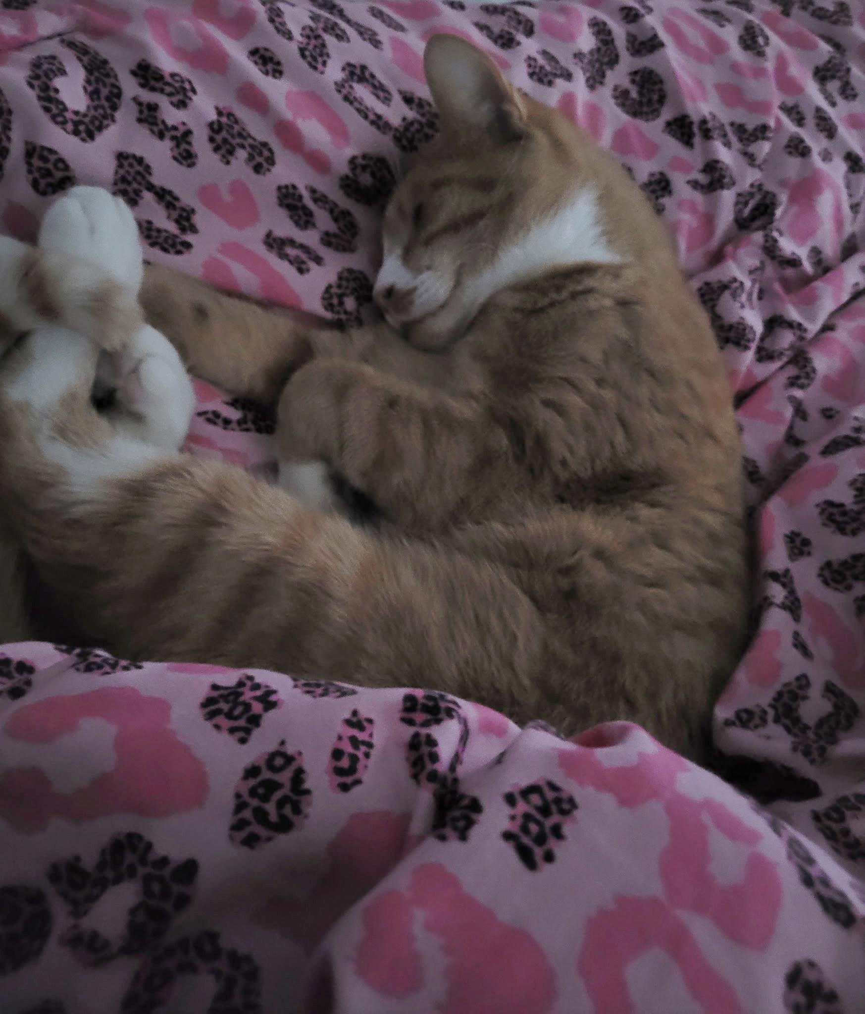 Lenny, a Adoptable Domestic Short Hair in Fairview Heights, IL image 3/6