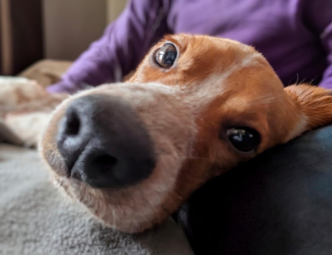 Huey, a ADOPTABLE Beagle in Williamsburg, VA image 2/6