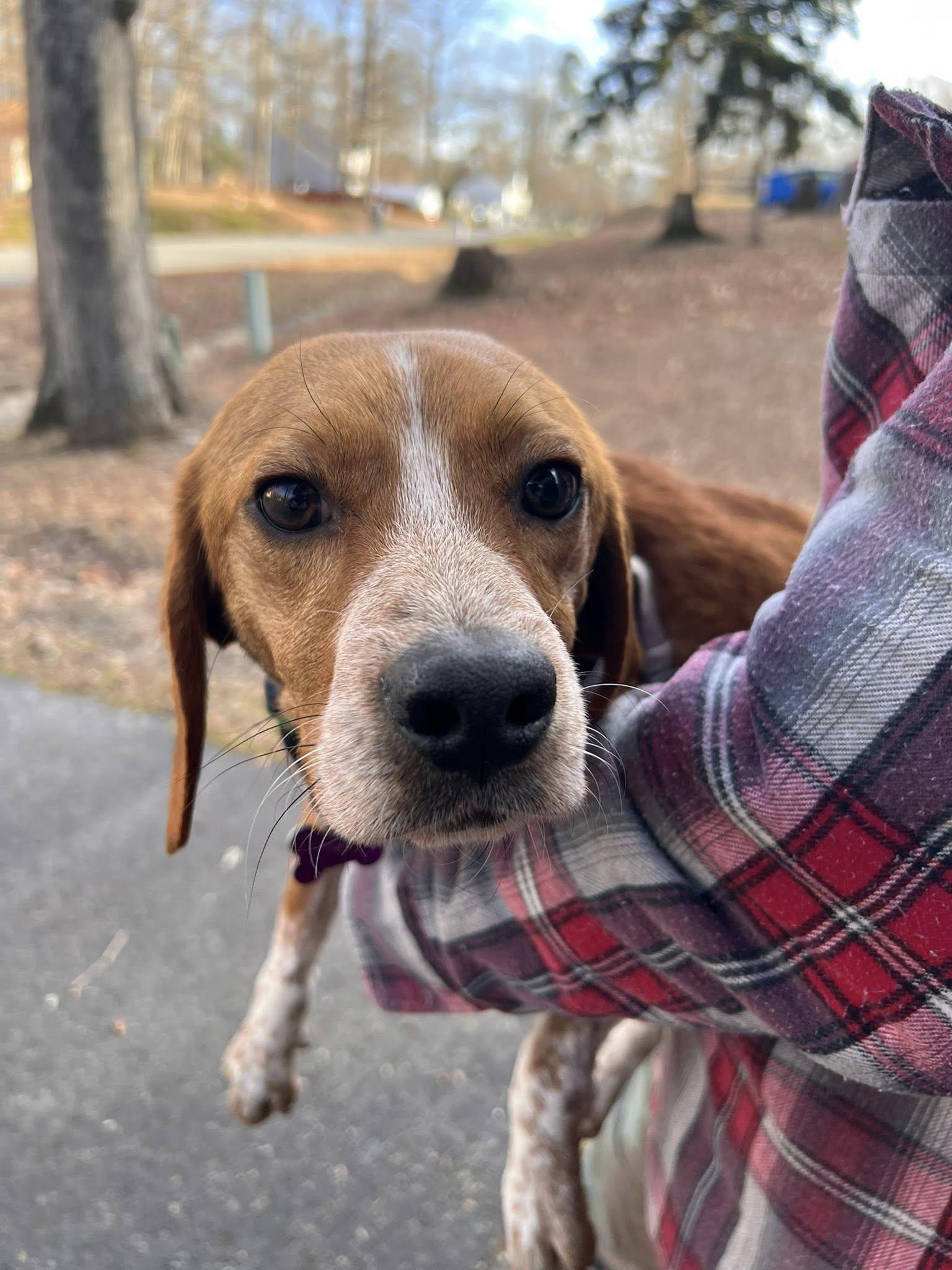 Huey, a ADOPTABLE Beagle in Williamsburg, VA image 5/6