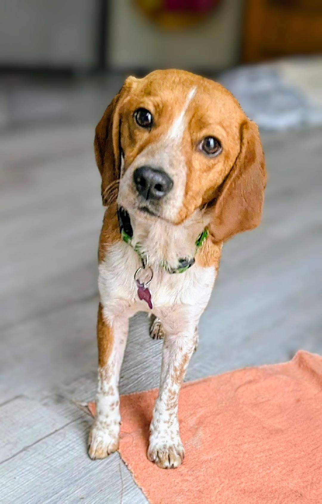 Huey, a ADOPTABLE Beagle in Williamsburg, VA image 1/6
