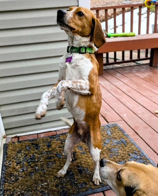 Huey, a ADOPTABLE Beagle in Williamsburg, VA image 4/6