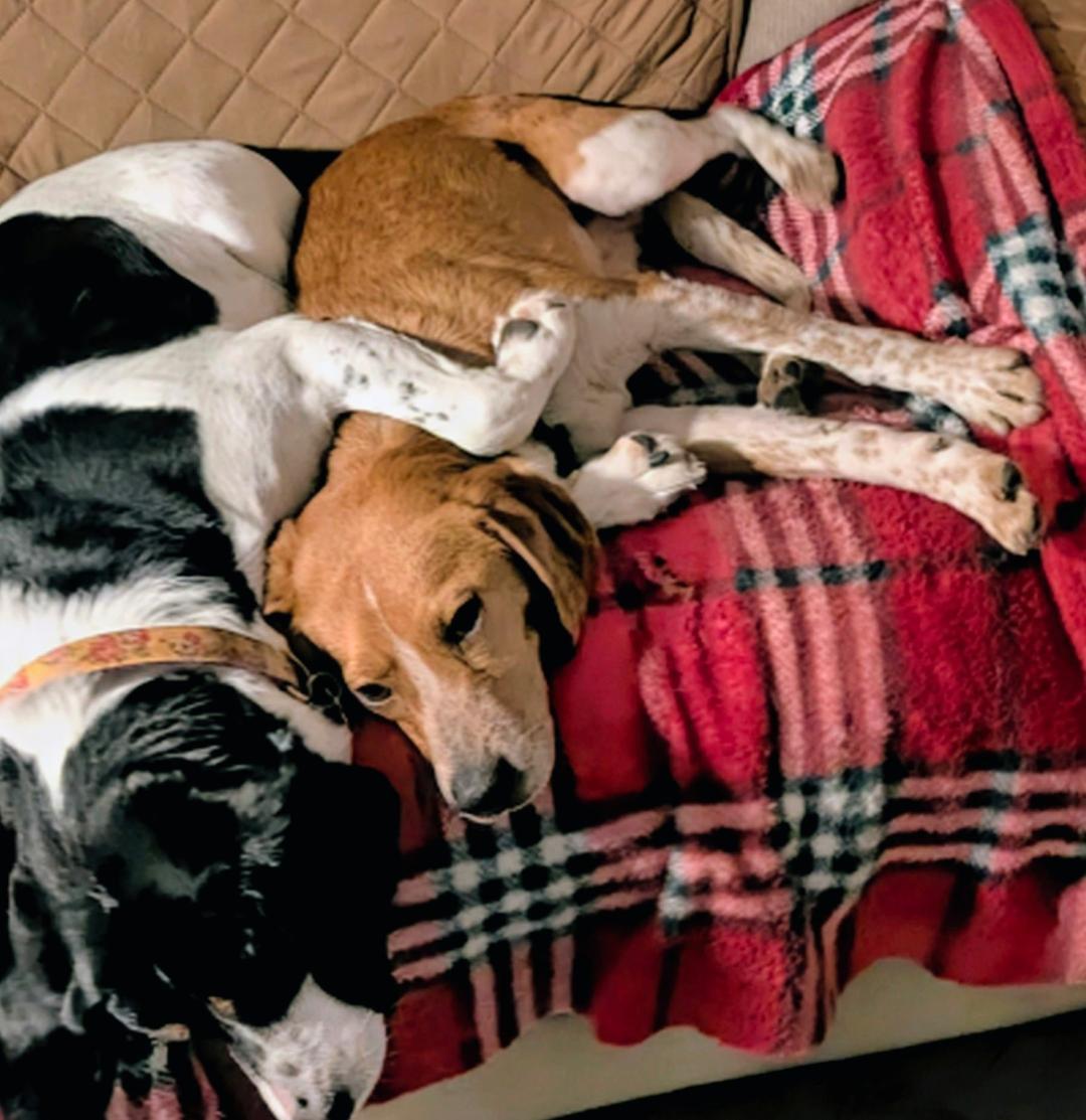 Huey, a ADOPTABLE Beagle in Williamsburg, VA image 6/6