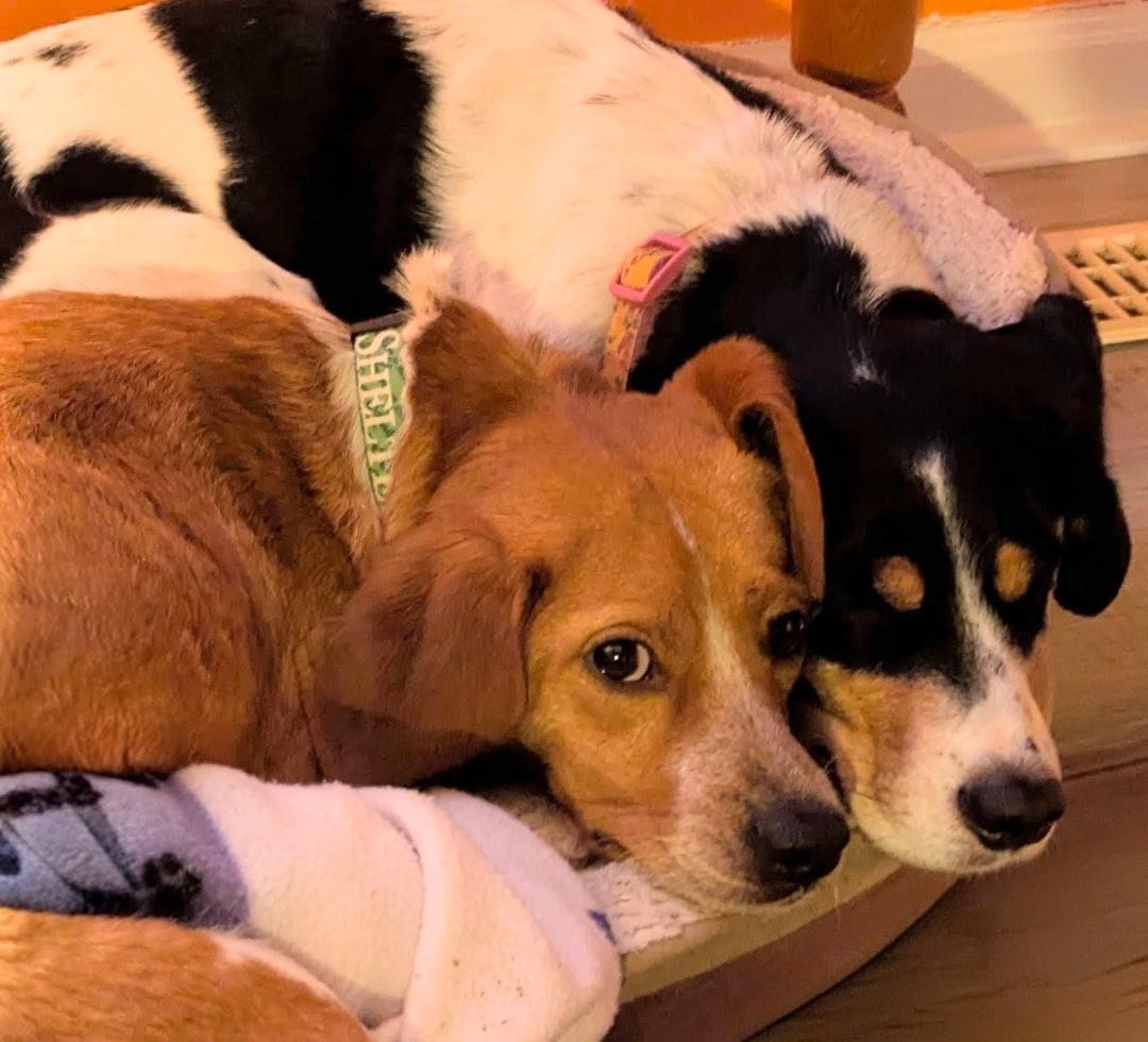 Huey, a ADOPTABLE Beagle in Williamsburg, VA image 3/6