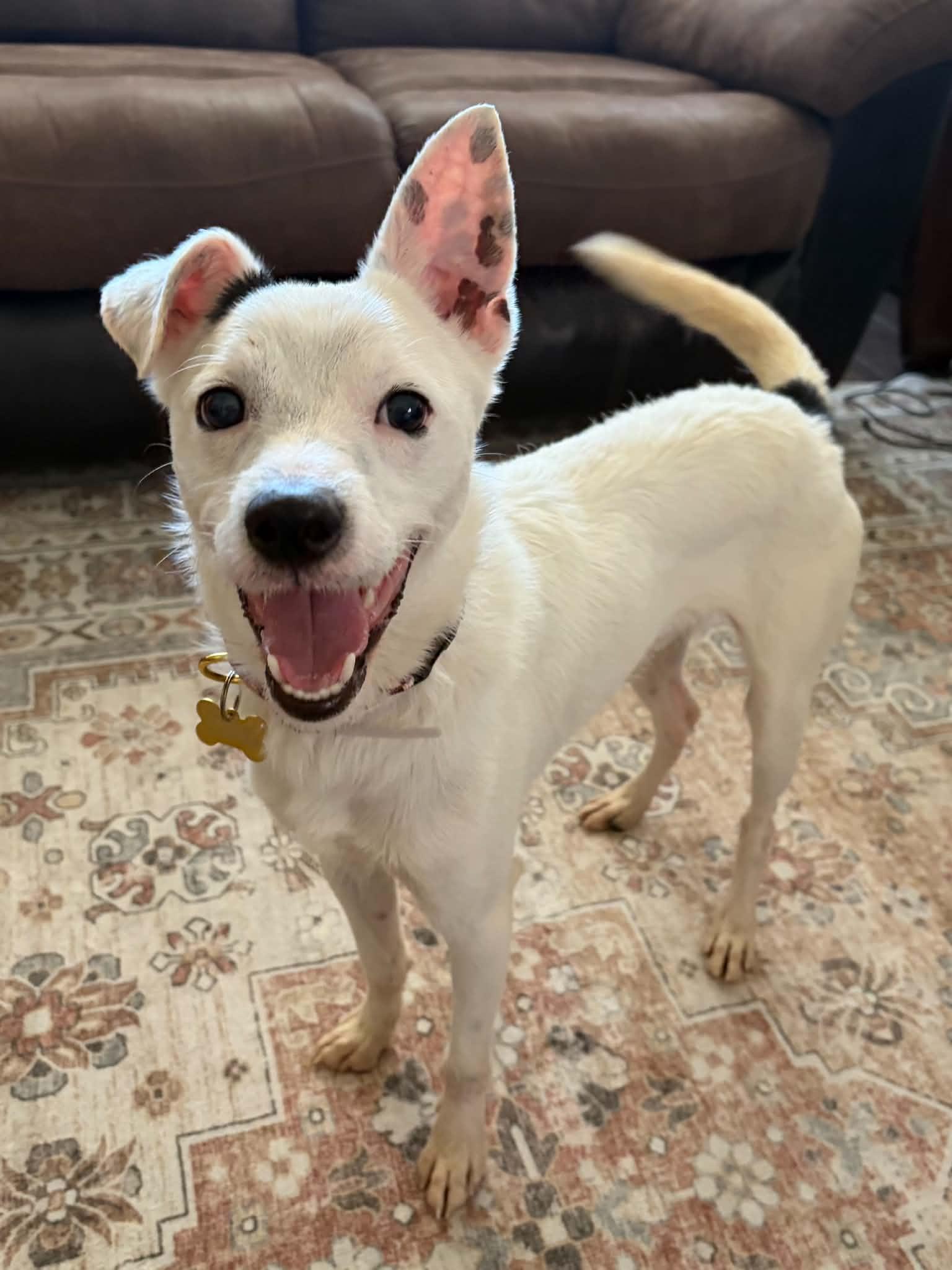 Enlarge Ziggy, a Adoptable mixed breed in Dix Hills, NY image 5/6