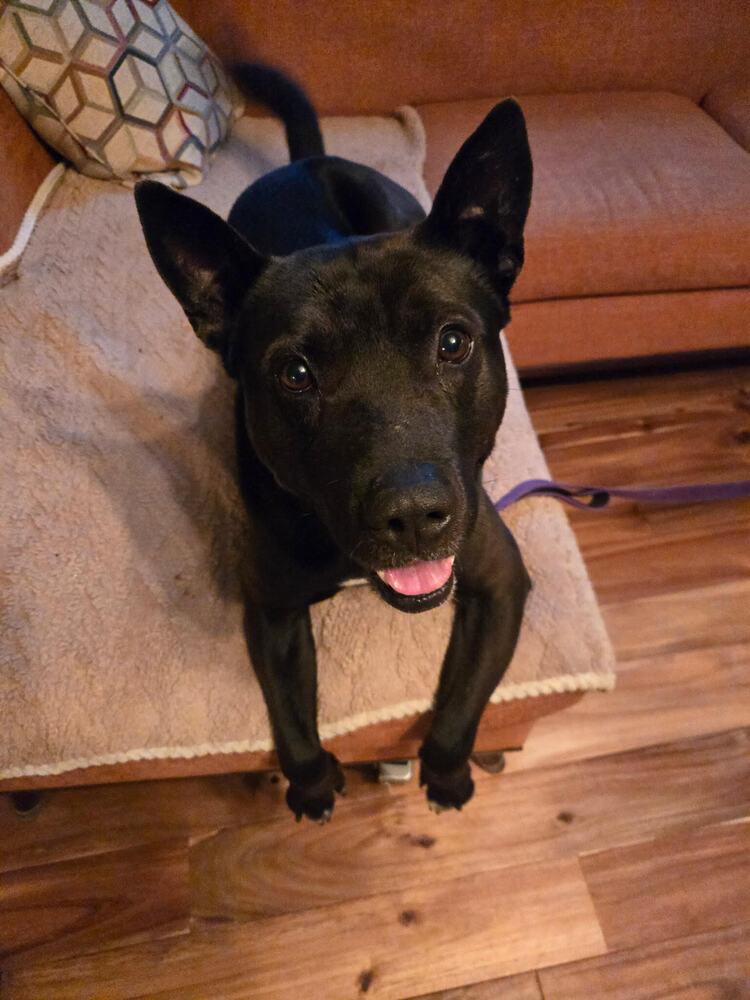 Enlarge Spock, a Adoptable mixed breed in Chattanooga, TN image 1/3