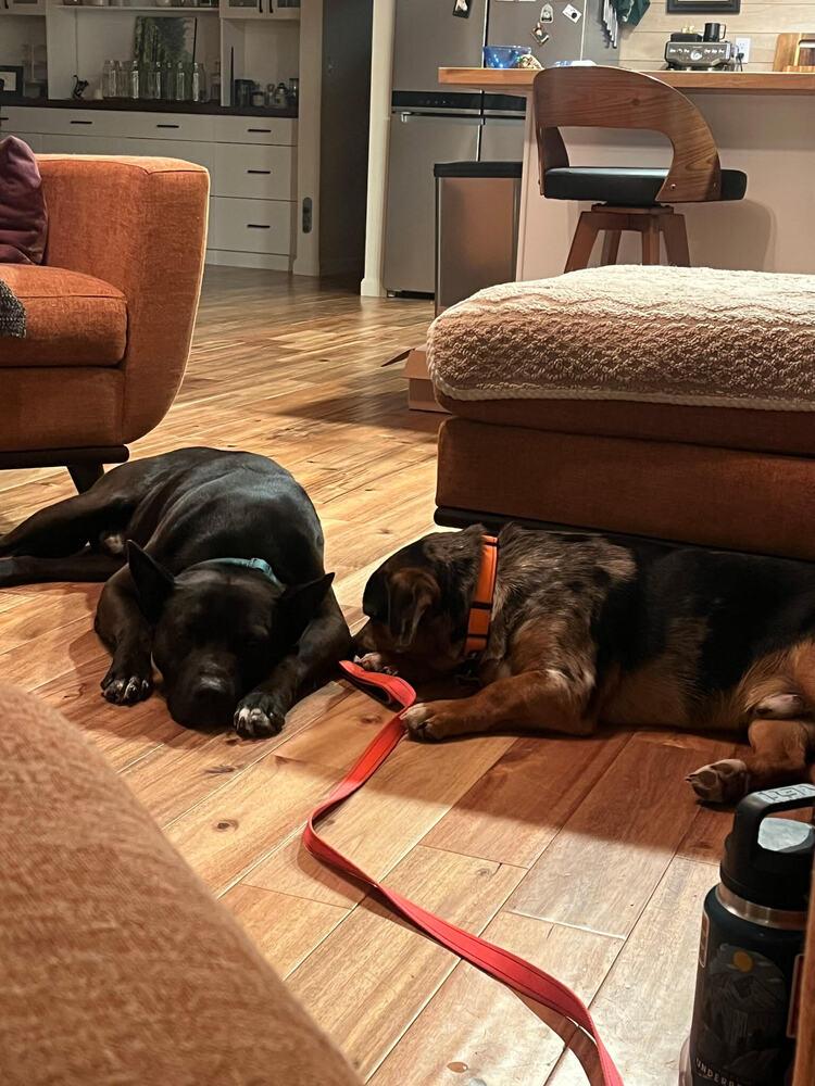 Enlarge Spock, a Adoptable mixed breed in Chattanooga, TN image 2/3