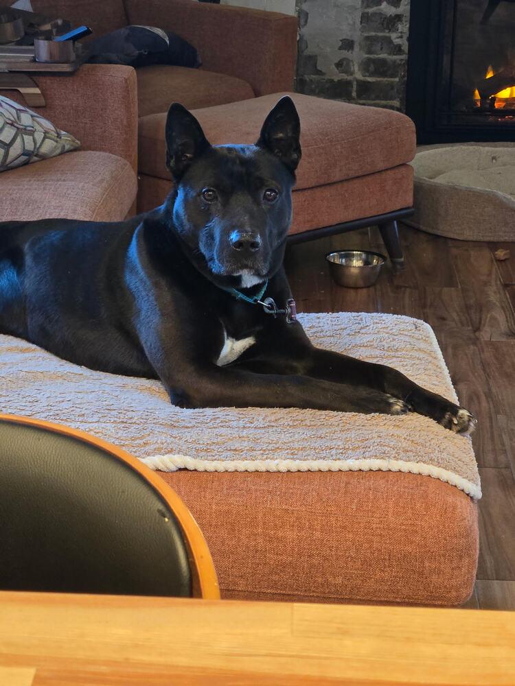 Spock, Adoptable, Adult Male Pit Bull Terrier & Mixed Breed.